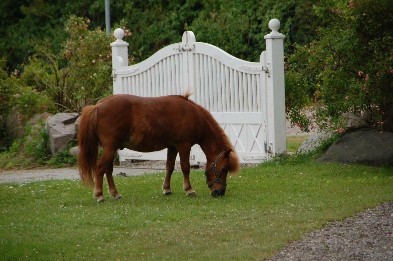 Ostseepferdehof Neukirchen  Extérieur photo